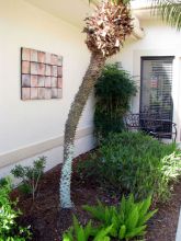 Palm Impressions...
